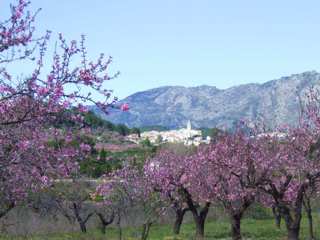 Almond blossom, Jalon Valley