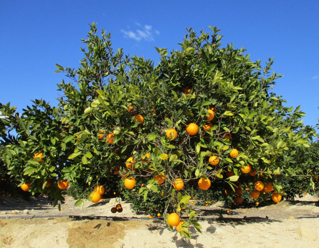 Oranges in Algorfa