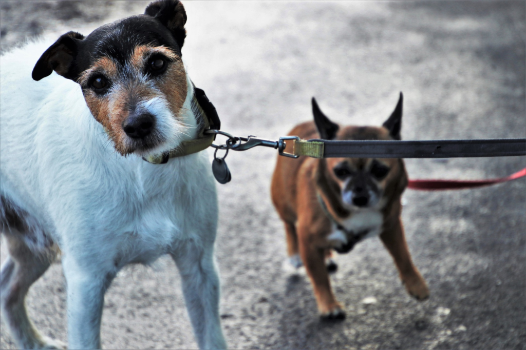 Perros paseando