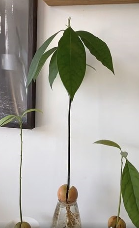 Advocado-plant