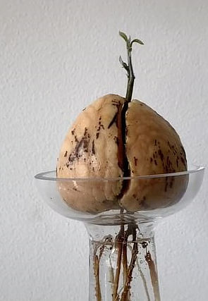 Sprouting advocado seed