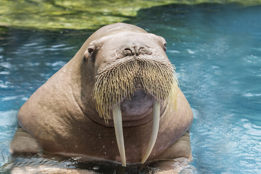 L'Oceanogràfic, Situé dans le complexe architectural avant-gardiste de la Cité des Arts et des Sciences de València, l'aquarium est un véritable hommage aux mers et océans de la planète et contient de grands aquariums qui reproduisent fidèlement les écosystèmes marins les plus importants.