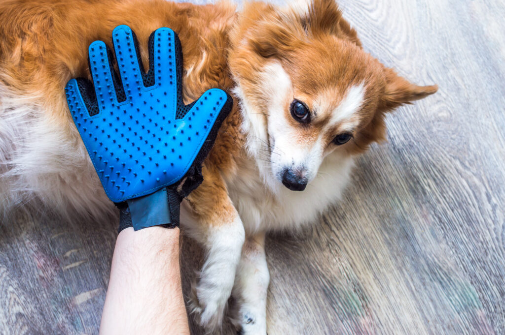 Der Pflegehandschuh war hier nicht die Lösung, außer dass er mir half, Haarsträhnen aus Roxy zu zupfen. Glauben Sie mir, das klingt schlimmer als es war, auf keinen Fall war sie nach ihrem Zupfen nicht fett!