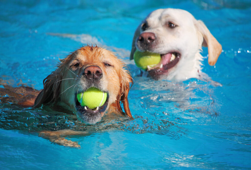 J'ai essayé une pataugeoire car de nombreux chiens préfèrent cela et s'ils sont mis à l'ombre, c'est un moyen efficace pour eux de rester au frais. Maintenant, mon chien s'en est approché plus que la piscine, mais n'était toujours pas trop à son goût. Elle a ses propres serviettes de plage et nous les humidifions, les plaçons à l'ombre et elle s'allongera dessus pendant des heures.