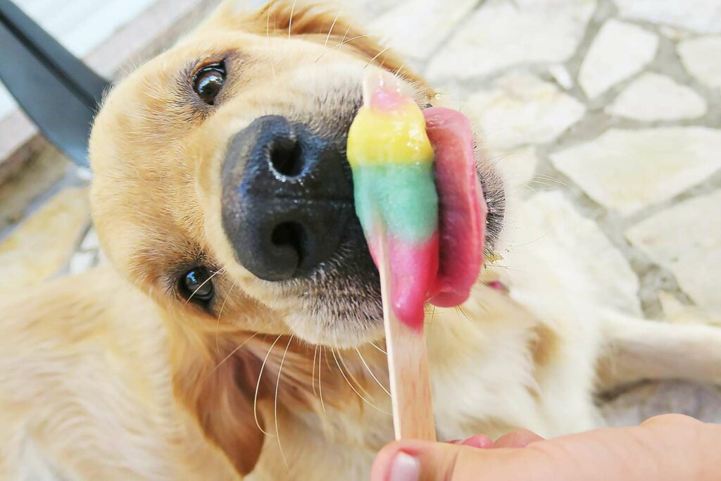 Frozen Treats for Pets